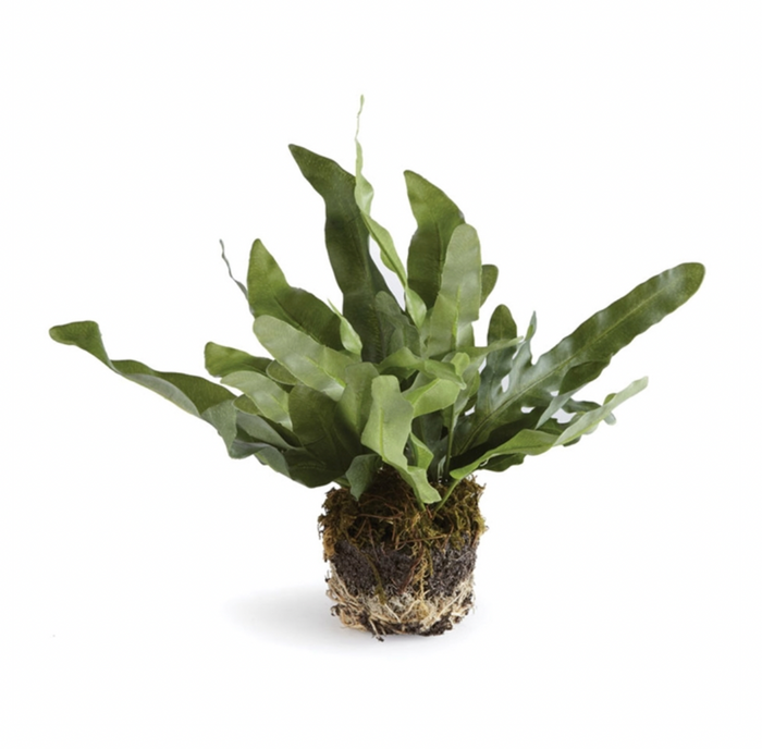 Echeveria Fern Drop In