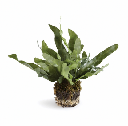 Echeveria Fern Drop In