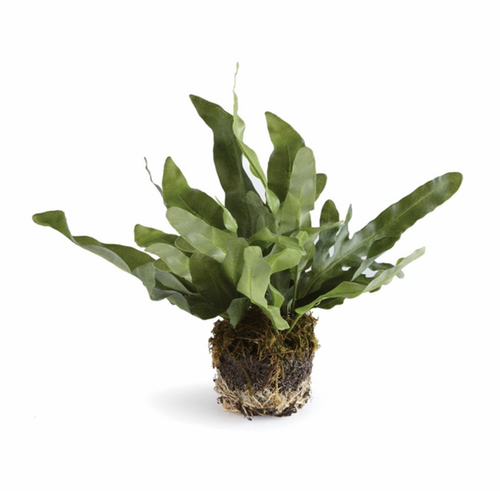 Echeveria Fern Drop In