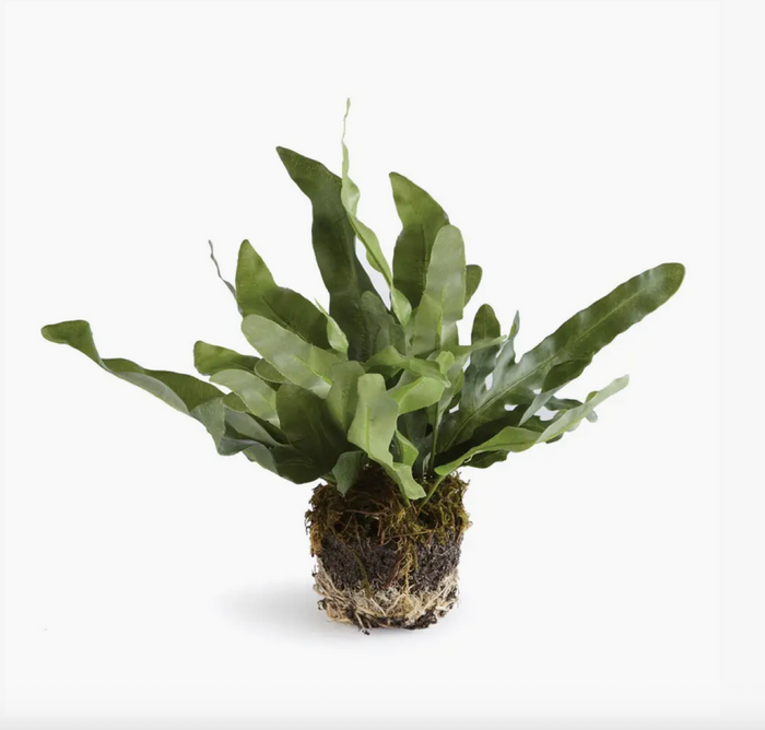 Echeveria Fern Drop In
