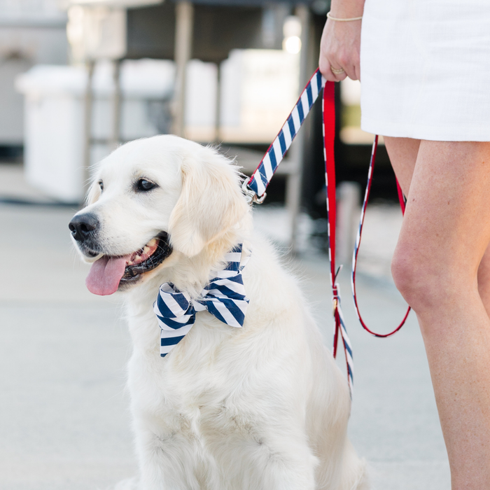 A cheerful white golden retriever sits on a sidewalk wearing a crisp navy blue and white striped belle bow dog collar, perfectly coordinated with a matching leash held by a person in a white dress. The pup’s tongue hangs out in a happy pant, radiating charm and nautical flair.