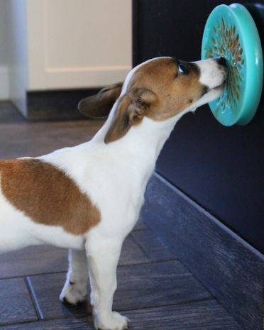 Tall Tails Lickable Reward Dish