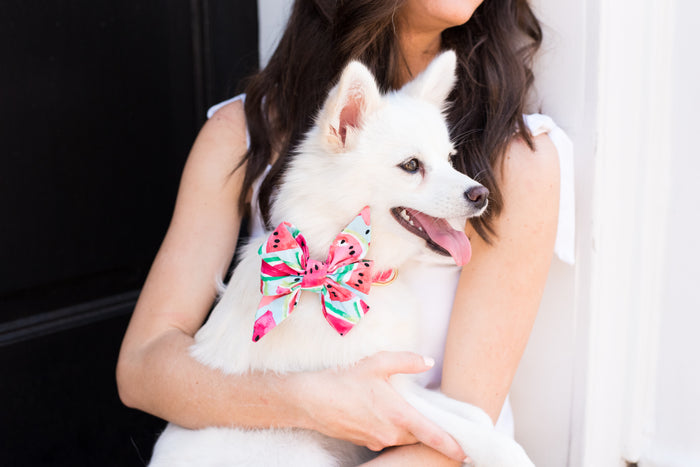 A fluffy white dog with upright ears and a happy expression is held in a woman’s arms. The dog wears a large decorative belle bow with a vibrant watermelon print in pink, green, and black. The woman is dressed in white, and they sit near a white wall and black door.